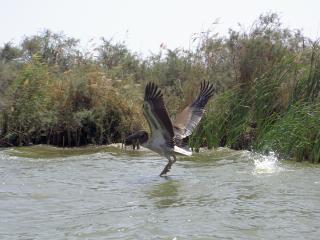 20070914161049-pajaro2.jpg