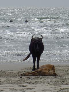 20070927164228-vacas.jpg