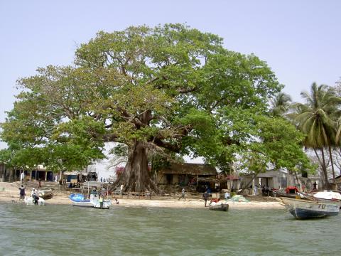 20071026160830-ceiba2.jpg