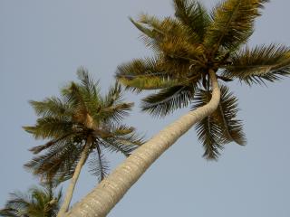 20071106132246-palmera.jpg